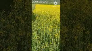 A yellow Morning! #raps #shortvideo