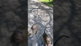 ШОК! Нас чуть не ограбили #путешествия #паттайя2023