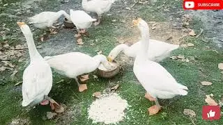 ducks  videos 😄#duck and goose🥳 #viral video💯#cute baby ducks 😅#duckling #duck #trending @itslook369
