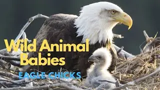 Cute Wild Bald Eagles Chicks: Yukon River