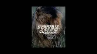 Frases motivacionales con imágenes de León(Ver en descripciones cualidades del León)