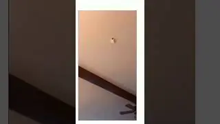 😂😂😂 Epic Cat Adventures! 🐱