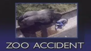 The Urban Gorilla - Child falls into gorilla pit at zoo