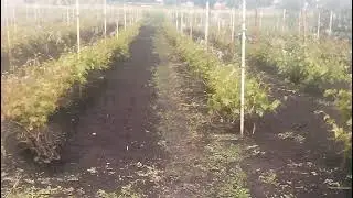 Состояние винограда на 4 июня после проливных дождей