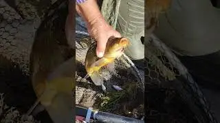 Золотой Линь. Озёра Беларуси #рыбалка #рыбалканаудочку #fishing #поставы #озёра #линь