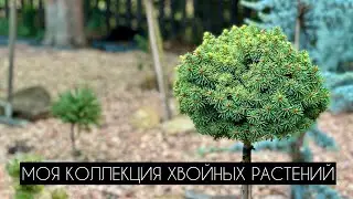 Моя коллекция хвойных растений.