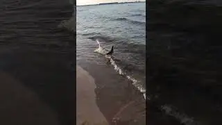 Комаровости или не реклама...#калининград #пионерскийкурорт