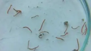 Live feed for Marble Goby fish fries after 25 day-old-
