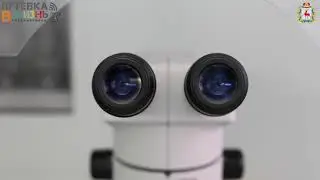 Профессия: эмбриолог