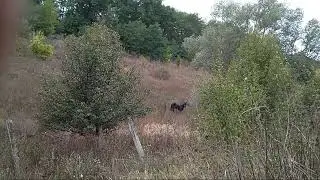 2017. Малыш потерял Руту и орет))