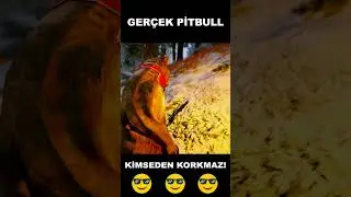Pitbull Puppy Saves His Uncle From a Scary Bear! 😱