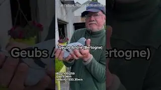 1st National Valence over 5,469 old birds | Geubs André | #palomas #viral #shorts #racerpigeon