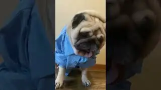 Ты моя секретарша 👩‍💼 #шифа #pug #собака #мопсы #мопс #секретарша