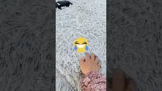#shorts Шубку пора поменять???