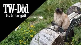 Begravning - Gråter typ konstant i 20 min. Buffen död 1år.