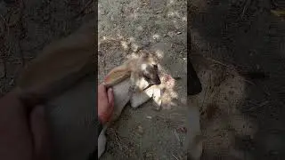 На этой неделе надо закупить много продуктов для хвостиков, но для этого нужна помощь людей.