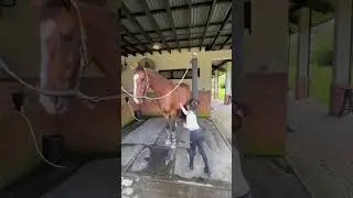 Yiyi help Malibu repel mosquitoes！#horseriding #animals #sports #shorts