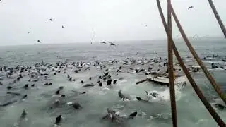 A swarm of sea lions swam into the net and started eating all the fish