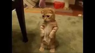 Приколы с котами. Новая подборка