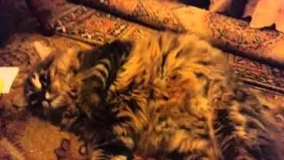 кот обзмеился