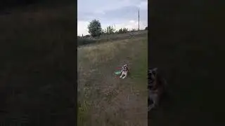 С Лордом на прогулке5#beagle#Lord#бигль#Лорд