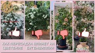 Как пересадка влияет на цветение бугенвиллии (любителям больших горшков посвящается)