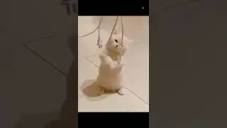 funny 😺 cats 🥰😍🤩 #trending #shortsvideo #newvideo