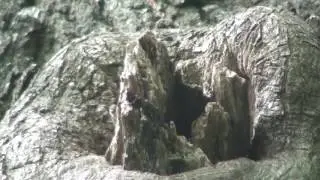 жизнь диких пчел в дупле дуба, колодезное пчеловодство, как добывают дикий мед