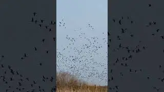 Весна на Березине 