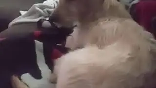 I.      Am.     A. Dog