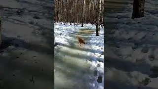 Рыжая собака перебирается вплавь