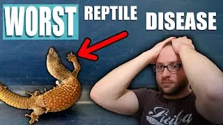 This Reptile Disease SUCKS!
