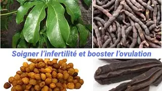 CES PLANTES AFRICAINES QUI STIMULENT L’OVULATION