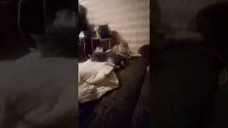 МОИ КОШЕЧКИ.