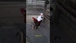 Ayam dan bebek berteman dengan boneka angsa