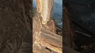 A man found gold nuggets in a tree stump! #gold #news #treasure