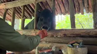 Жизнь в глухом лесу. Заготовил дрова на зиму.