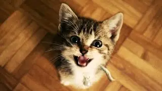 Sjove Katte Og Killinger Meowing. Kompilering 2015 [Ny Hd]