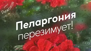 Пеларгония перезимует обязательно! 🌺