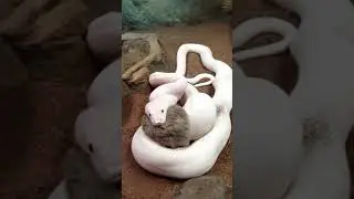 ¡Cobra albina ataca!