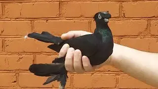Узбекские двухчубые Русланбека! Наганиваем молодёж.