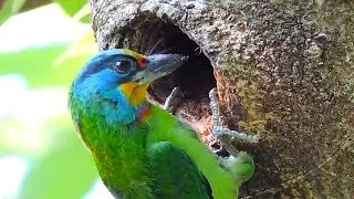 Birds that nest in tree cavities