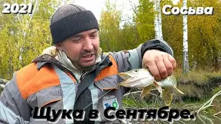 Щука на животку.Рыбалка на Сосьве в Сентябре 2021.Рыбачу на всё.