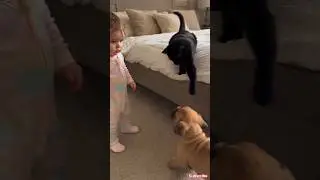 Wenn ein Baby eine Katze und einen Welpen trifft! 🐾👶❤️