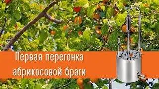 The first distillation of apricot mash - the 