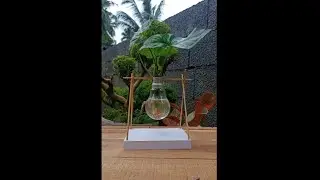 bulb plant setting | easy garden ideas | Garden craft 