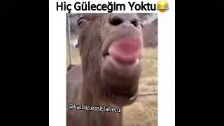 Hiç Güleceğim Yoktu😂