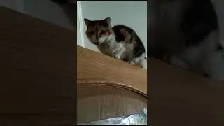 Люся