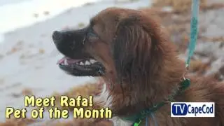 TVCapeCod Pet of the Month