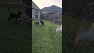 Acclimating Puppies with Fireworks